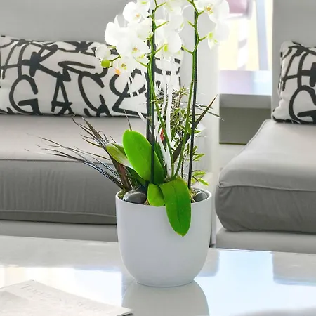 Pullman Cannes מלון 4*